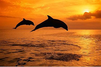 模拟建造游戏《农场整建师》上架Steam 支持中文