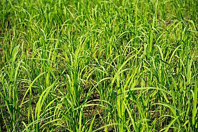 好评免费《Frostrain》更新1.4发布 肉鸽卡牌构建